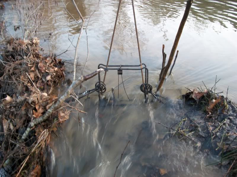 beaver trapping The Buck Rub