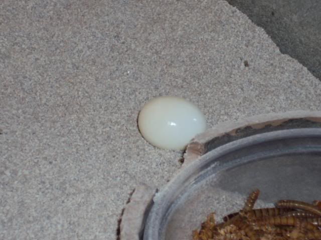 2011-02-24teratoseitjes001.jpg