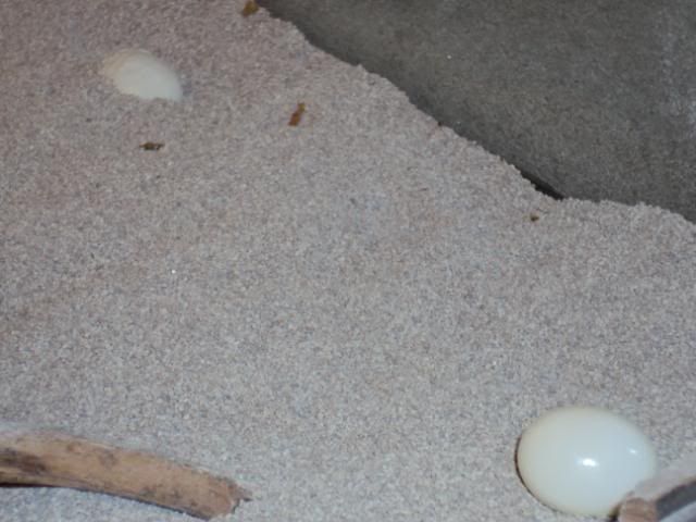 2011-02-24teratoseitjes003.jpg