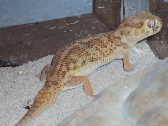 2011-02-24teratoseitjes006.jpg