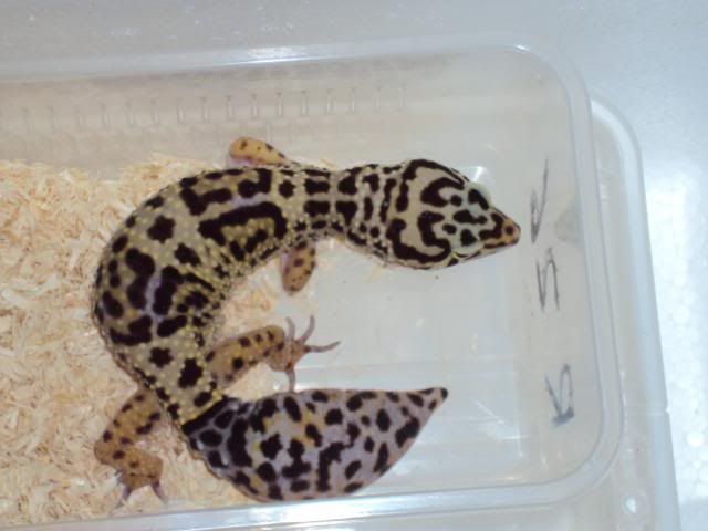 2011-03-11aanwinstenentuin005.jpg