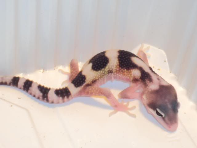 2011-03-11babytuinleo003.jpg