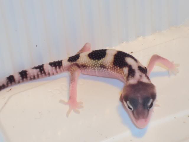 2011-03-11babytuinleo004.jpg