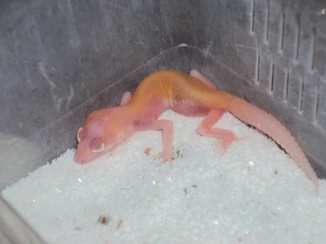 27-03-2011babies018.jpg