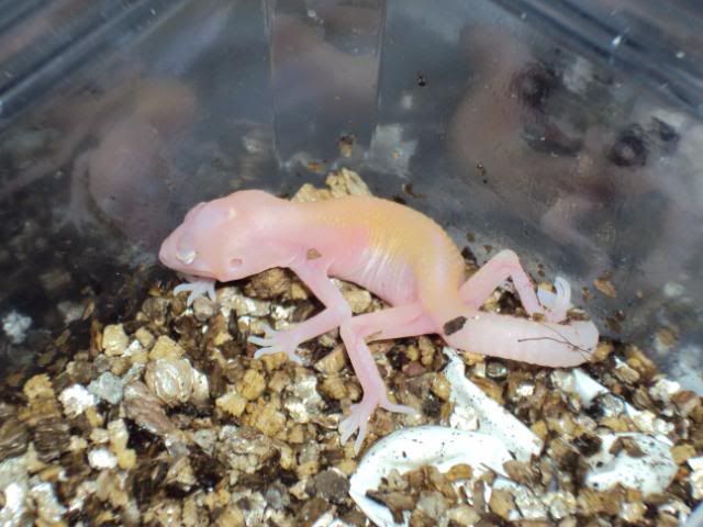 27-03-2011babies020.jpg