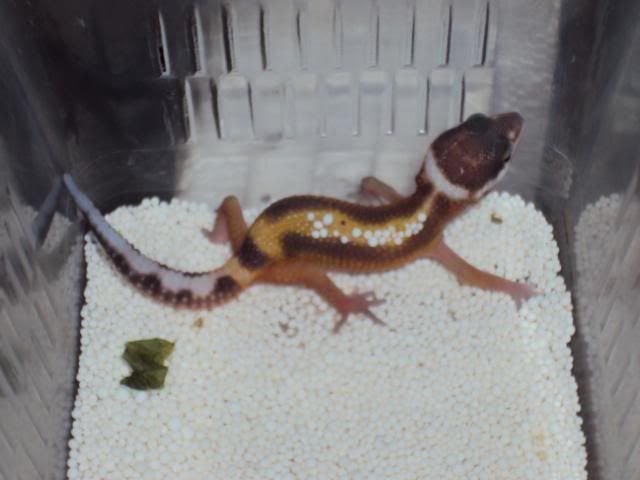 27-03-2011babies021.jpg