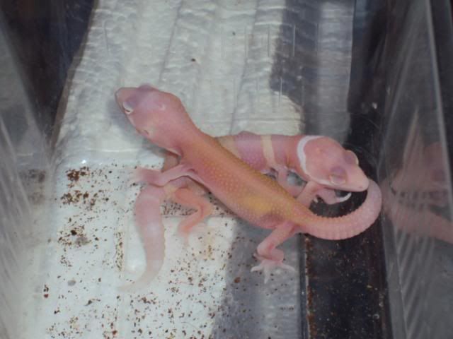 27-03-2011babies024.jpg