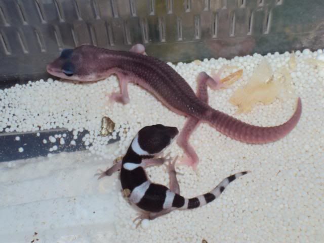 27-03-2011babies028.jpg