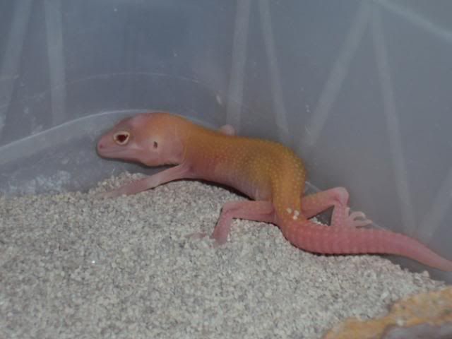 27-03-2011babies030.jpg