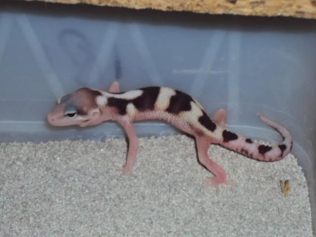 27-03-2011babies032.jpg