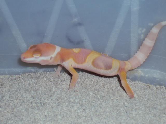 27-03-2011babies033.jpg