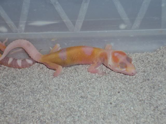 27-03-2011babies035.jpg