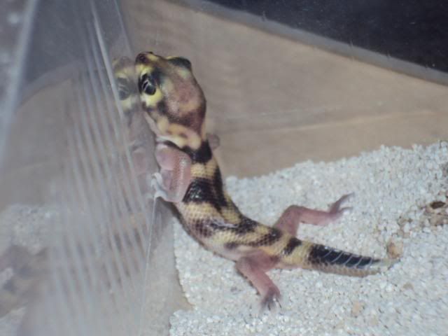 hamm035-1.jpg