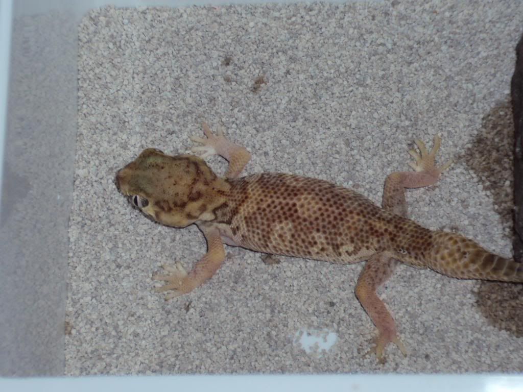 hamm12-2009004.jpg