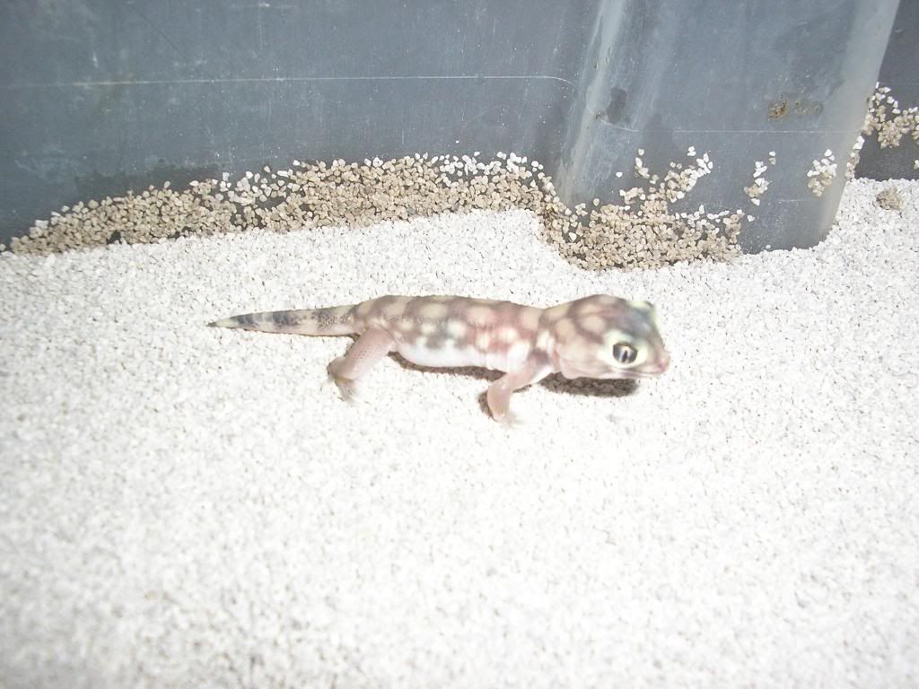 microlepis001.jpg