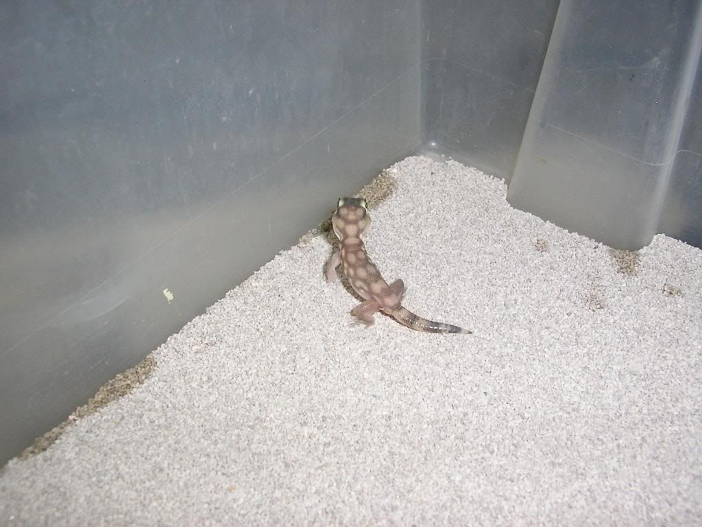 microlepis002.jpg