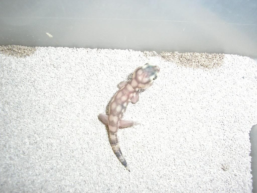 microlepis003.jpg
