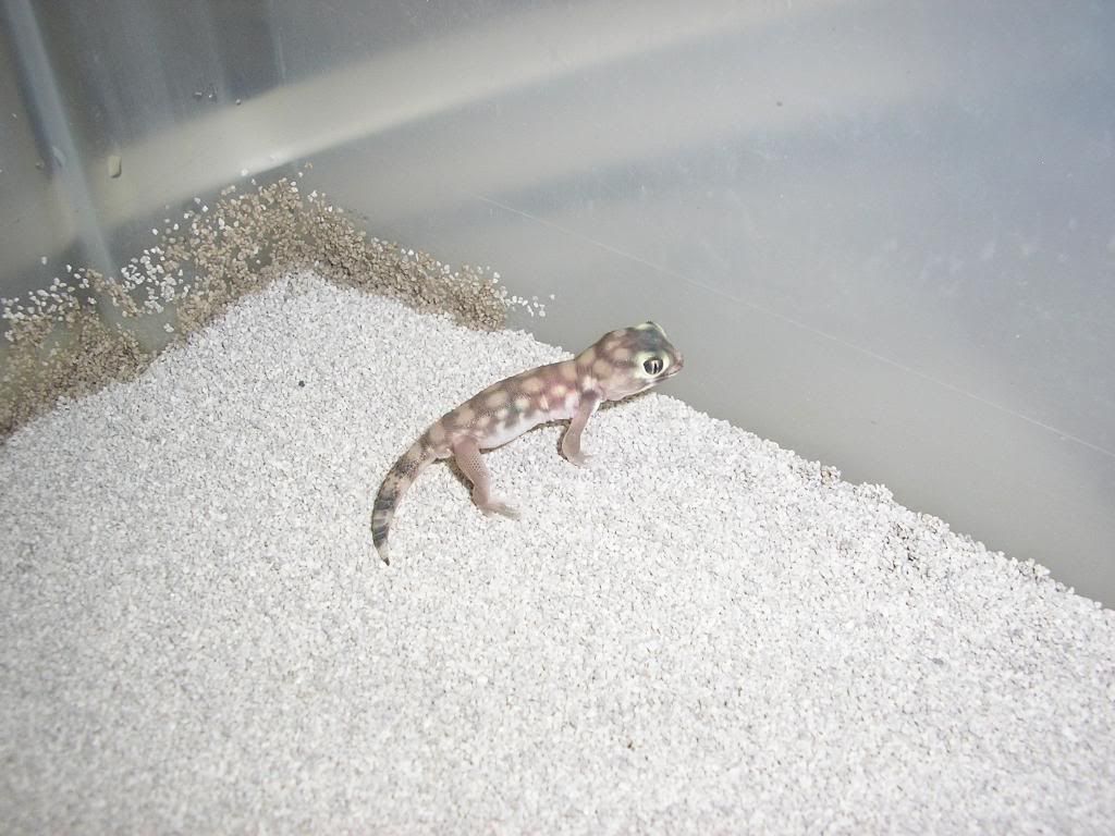 microlepis010.jpg