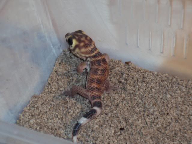 scincus001.jpg