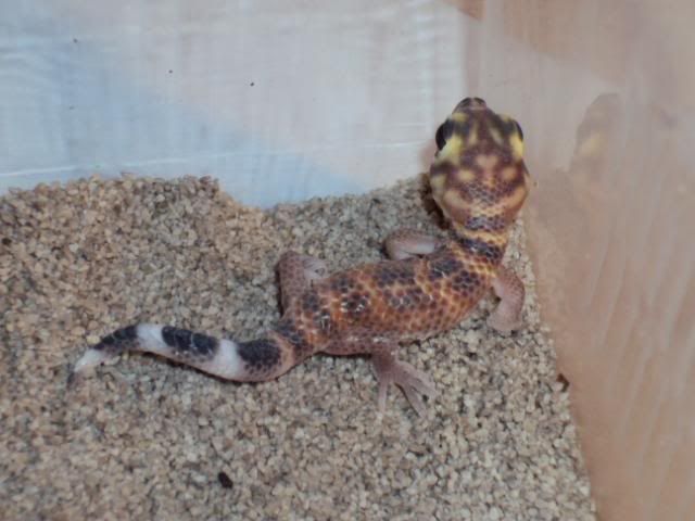 scincus002.jpg
