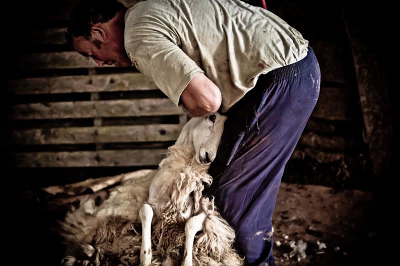 Sheepshearing1-001.jpg