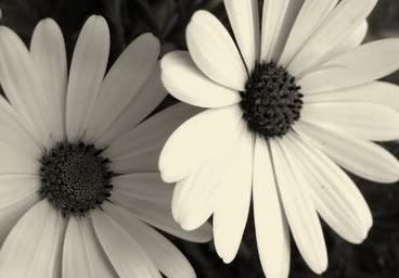 Black &amp; White Pictures, Images and Photos