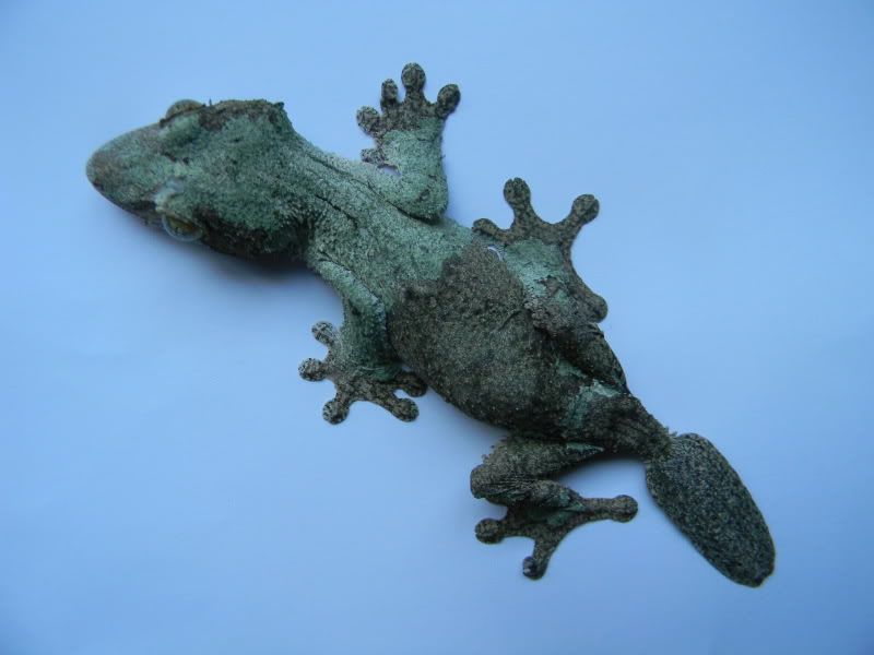 uroplatus001.jpg