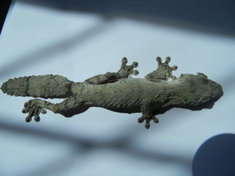 uroplatus002.jpg