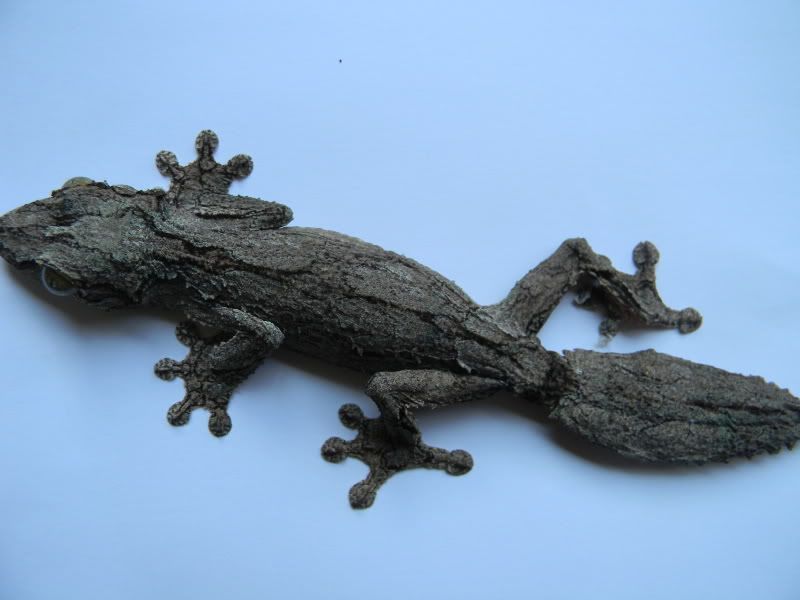 uroplatus003.jpg