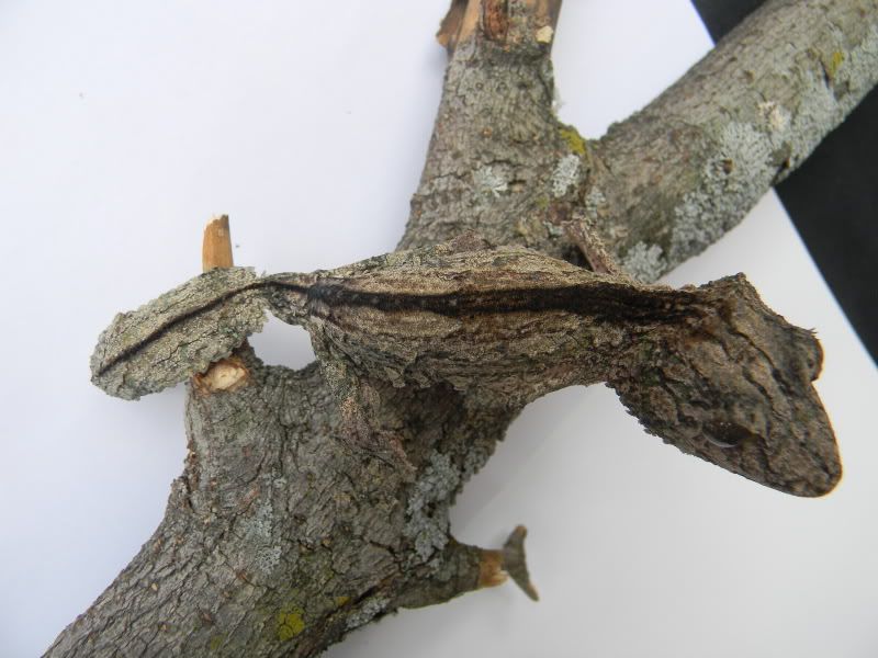 uroplatus004.jpg