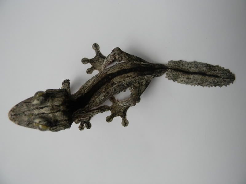 uroplatus006.jpg