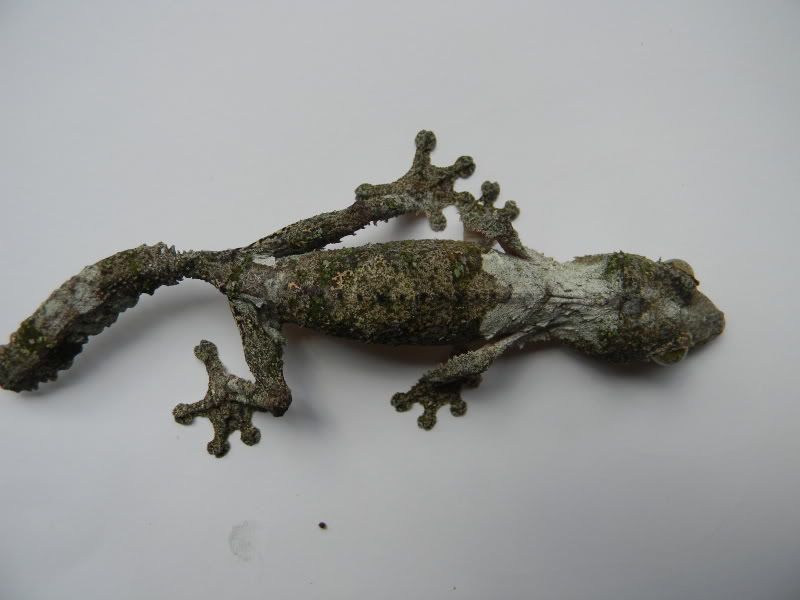 uroplatus008.jpg