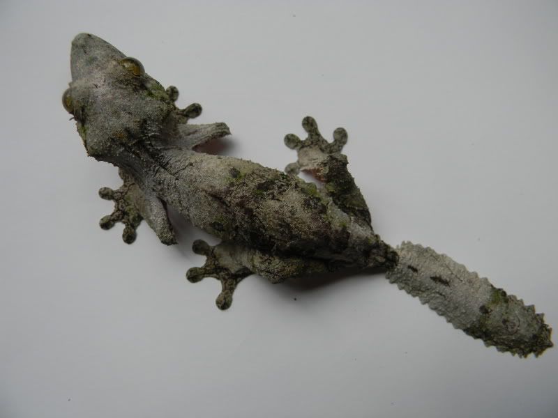 uroplatus009.jpg