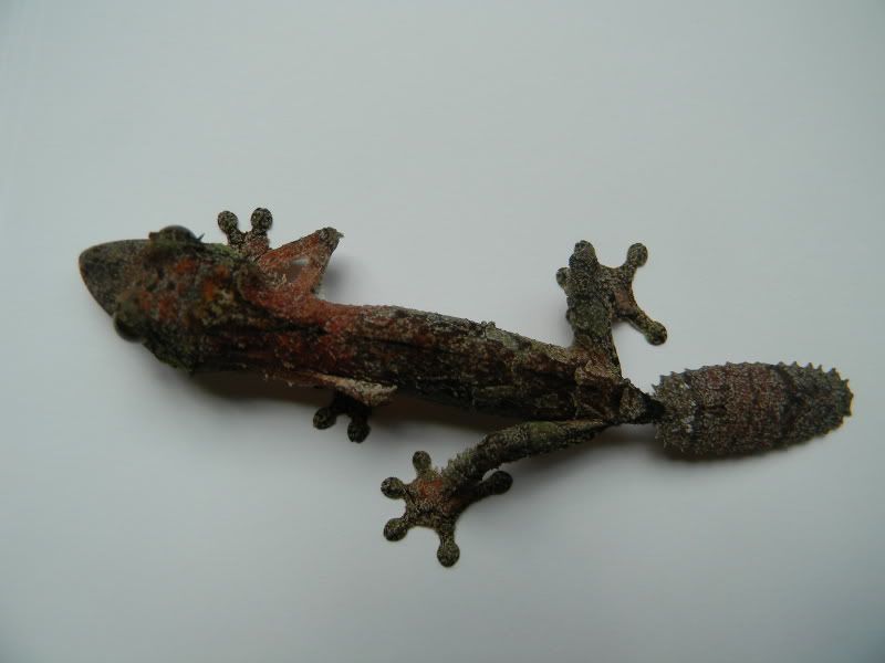 uroplatus010.jpg