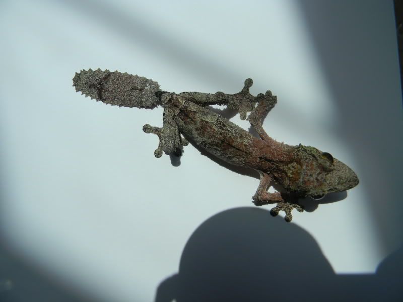 uroplatus012.jpg