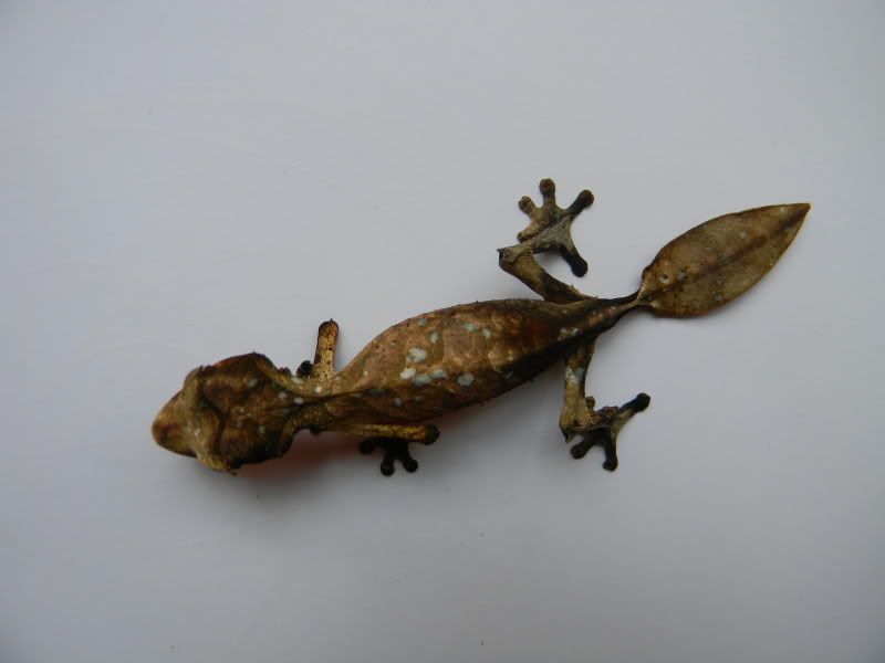 uroplatus015.jpg