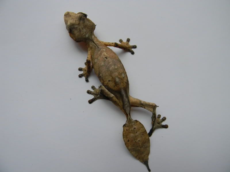 uroplatus016.jpg