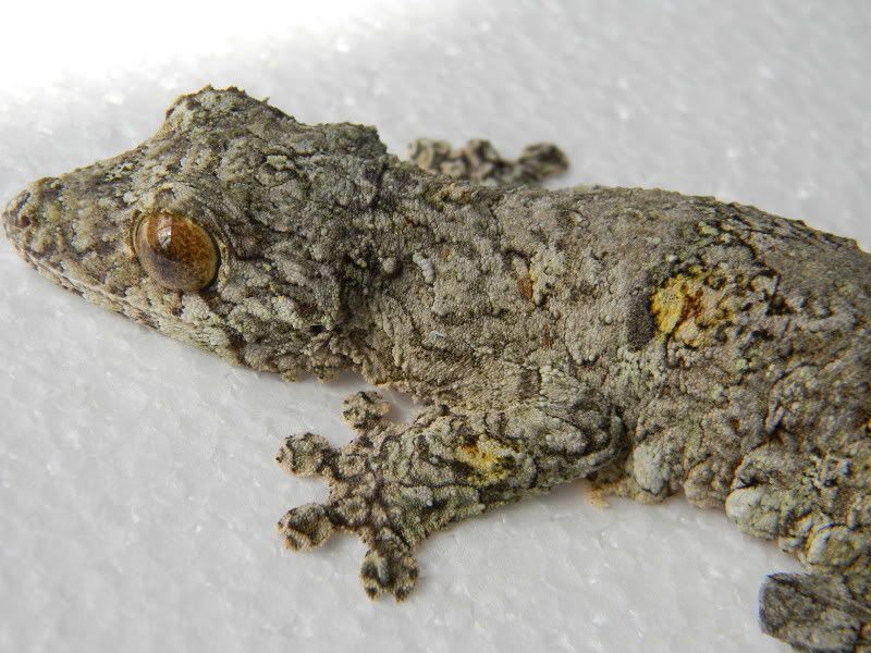 leachies005-1.jpg