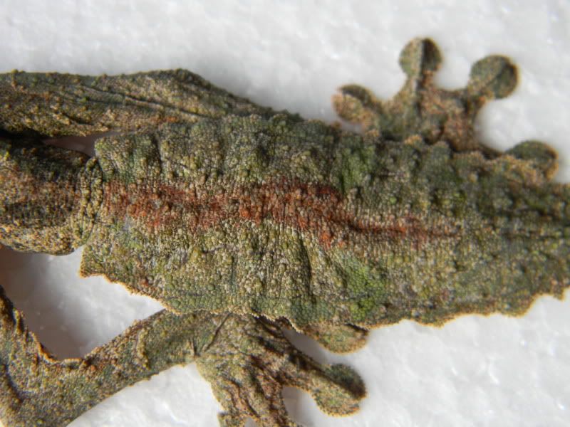 leachies007-1.jpg