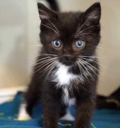  cute tuxedo kitties