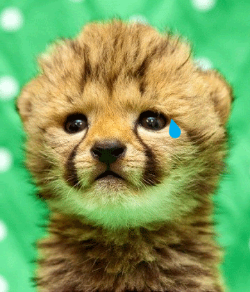 Pictures Baby Cheetahs on Crying Baby Cheetah Gif Picture By Water Curses   Photobucket