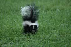 skunk Pictures, Images and Photos