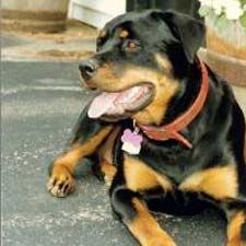 Rottweiler!!! Pictures, Images and Photos