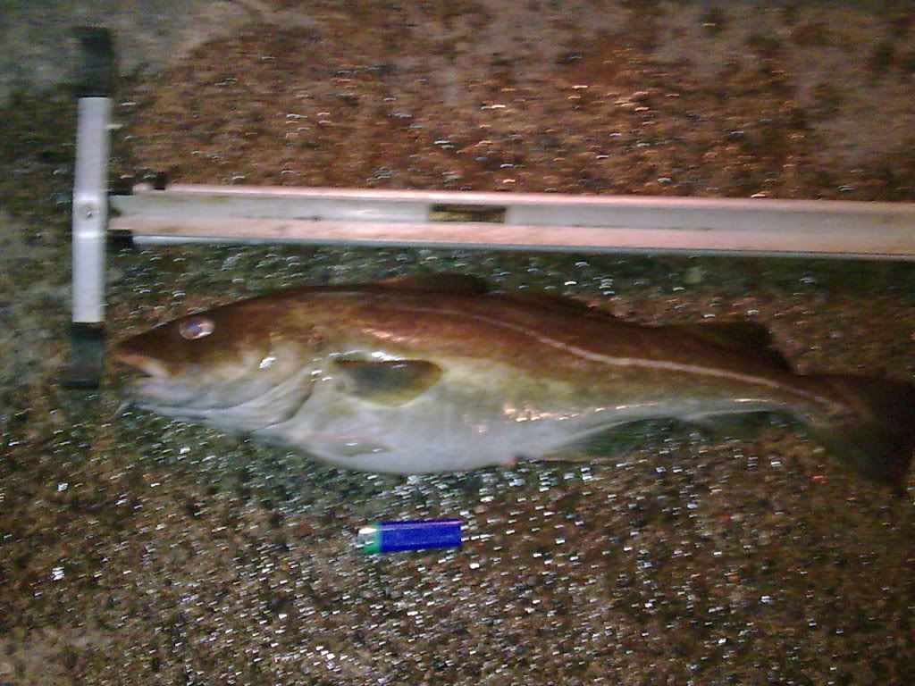 cod1043.jpg