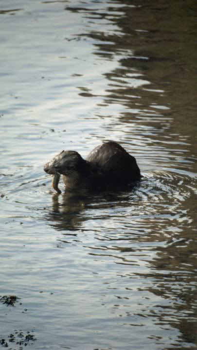 otter1.jpg