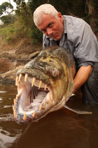 tiger fish river monsters. what Tiger+fish+congo