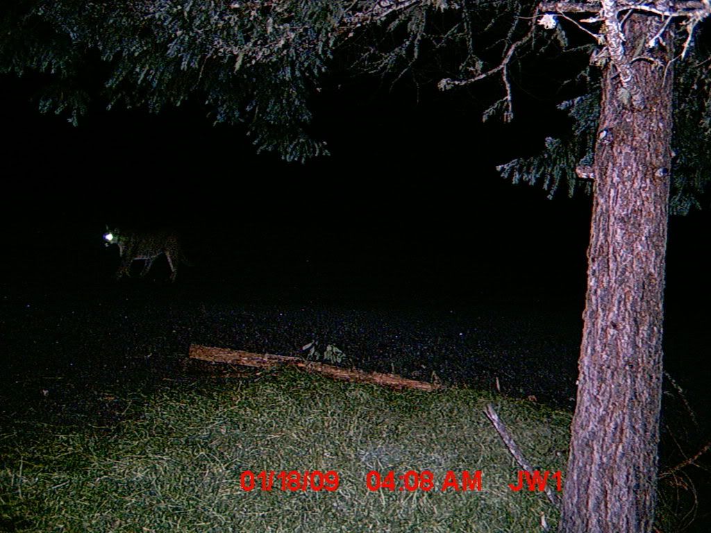 2009 Official Trail Cam Thread - Page 2