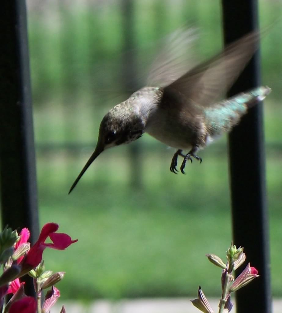 Dude at the Salvia