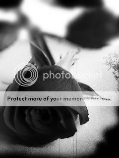 Black Rose Pictures, Images and Photos